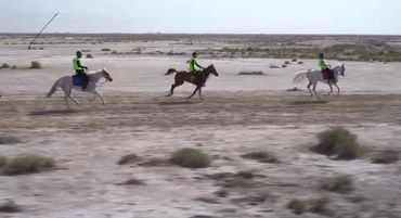 انطلاق مهرجان القدرة والتحمل للخيول العراقية في ال