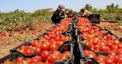 زراعة البصرة تعلن عن تسويق اكثر من 94 الف طن من مح