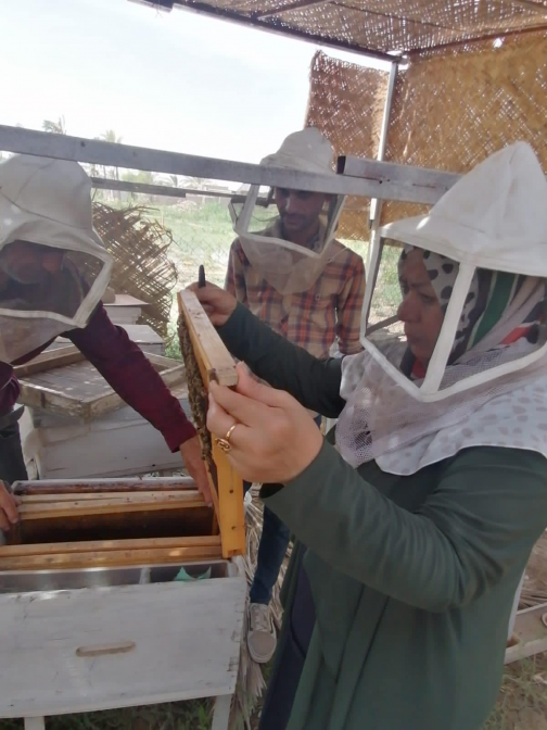 زراعة البصرة تعلن انتاج العسل في المحافظة تجاوز (١