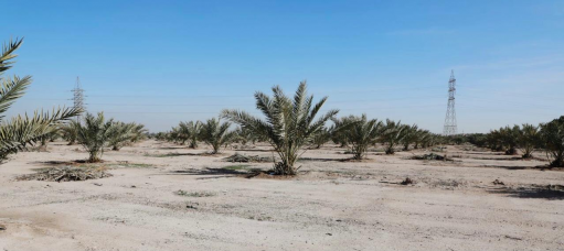 تزويد فلاحي النجف  بأكثر من 1000 نخلة وبأسعار مدعو