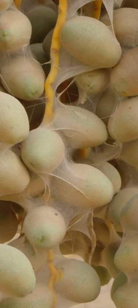 زراعة البصرة تكافح (٨٥٣٢)دونما من بساتين النخيل ضد