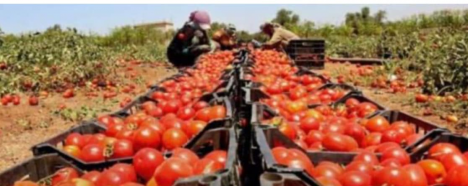   زراعة البصرة تعلن عن تسويق ما يقارب 300 طن من مح
