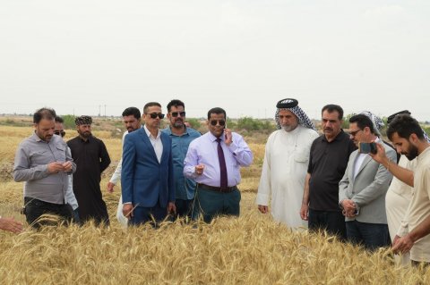 انطلاق عمليات حصاد محصول الحنطة في قضاء القرنة شمالي البصرة