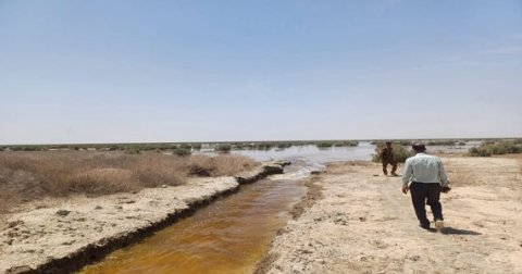 زراعة البصرة تناشد بإطلاق حصة مائية مناسبة لإنعاش هور الحويزة