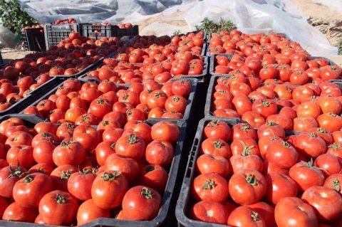 العراق يقرر إيقاف استيراد الطماطم في جميع المنافذ الحدودية
